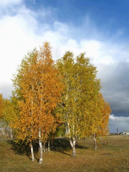 Осенняя Березка