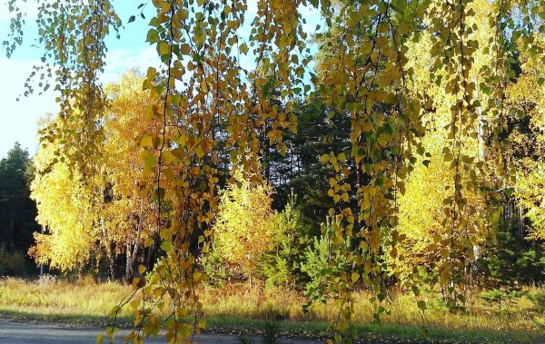 Береза повислая осенью