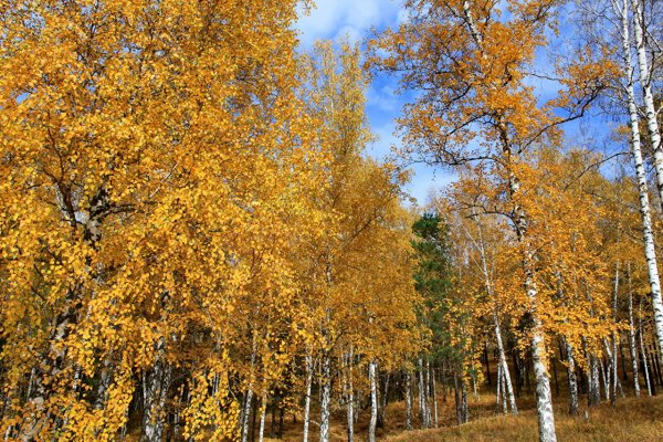 Дерево береза осенью
