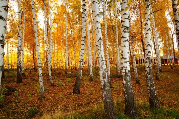 Золотая осень Березовая роща Церковь