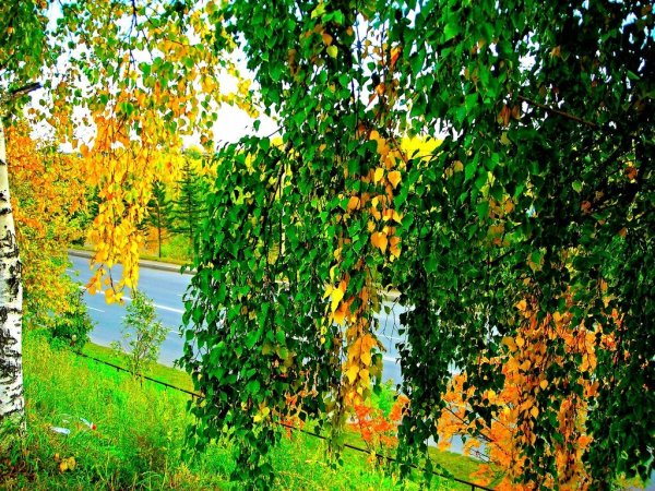 Красивые листья березы