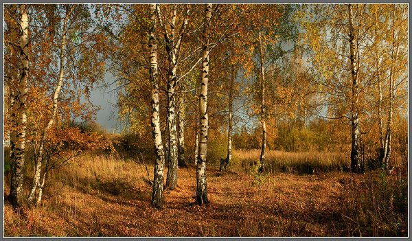 Березки русские осень