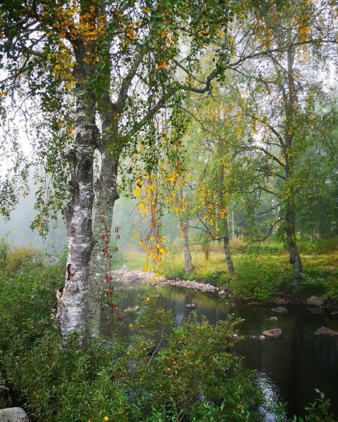 Дьяковский лес деревья береза Ива