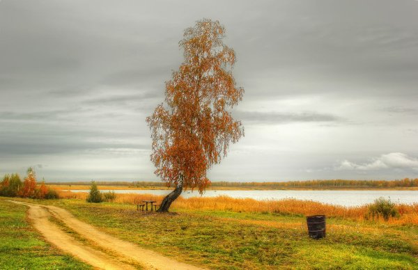 Одинокая береза осенью