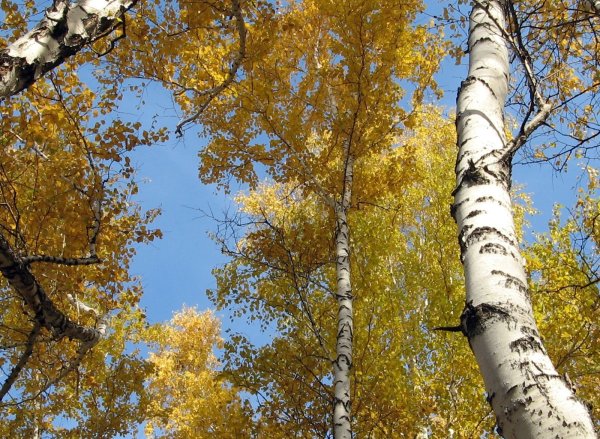 Береза летом и осенью