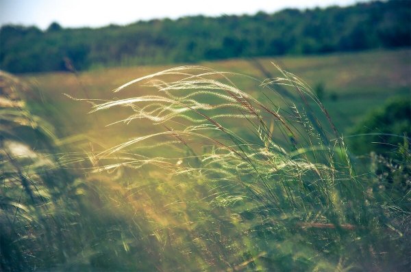 Ветер в природе