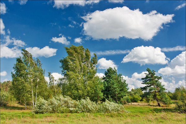 Легкий ветерок в лесу