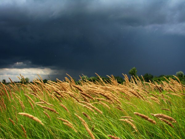 Природа России ветер