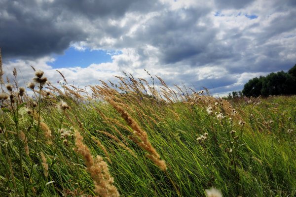 Сильный ветер в лесу