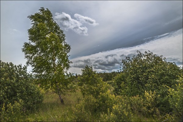 Летний ветер