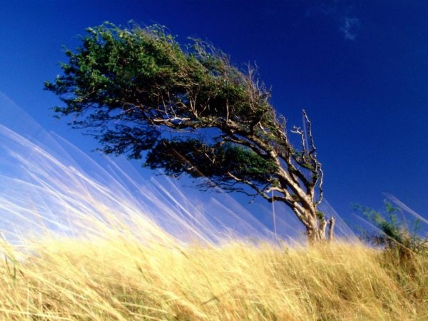 Легкий ветерок