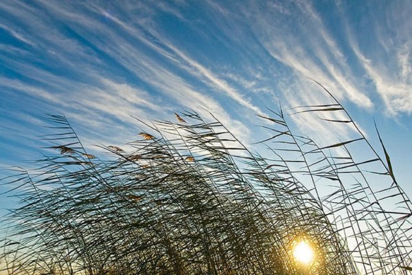 Лето на ветер