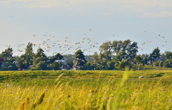 Ветер в поле