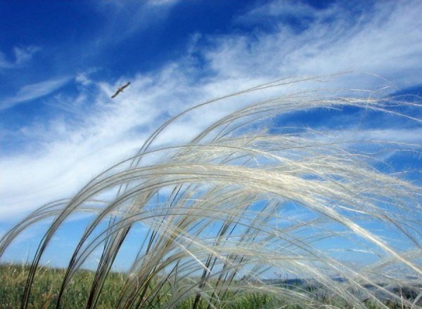 Дерево на ветру