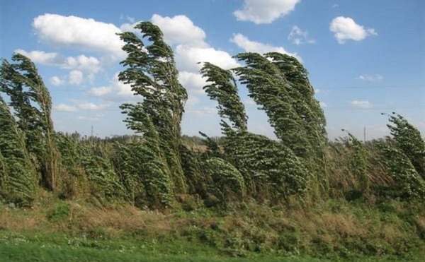 Лето на ветер