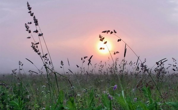 Сильный ветер в поле