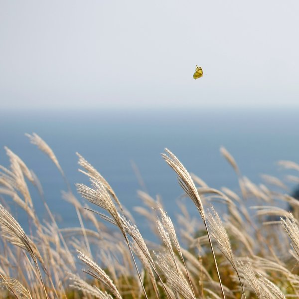 Сильный ветер лето