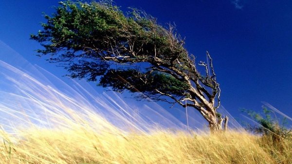 Гроза ветер деревья