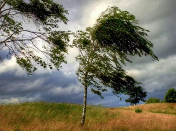 Порывистый ветер летом