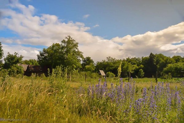 Деревенское лето