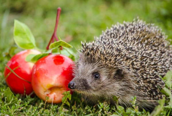 Дикий еж