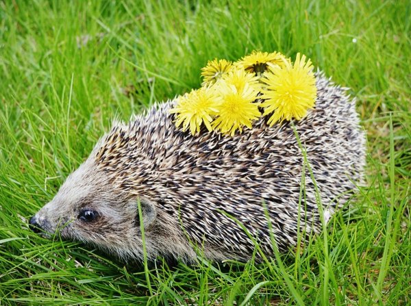 Еж обыкновенный Лесной