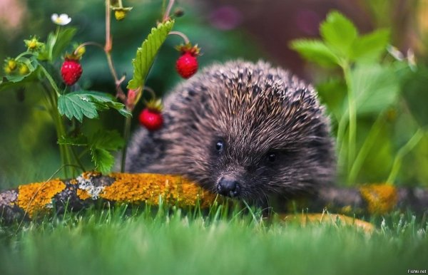 Красивый Ежик