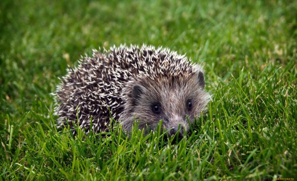 Обыкновенный ёж