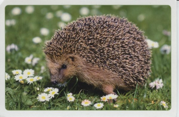 Еж в ромашках