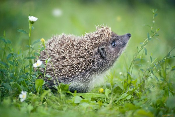 Голобрюхий ёж