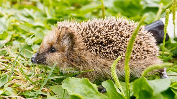 Растение Ежик