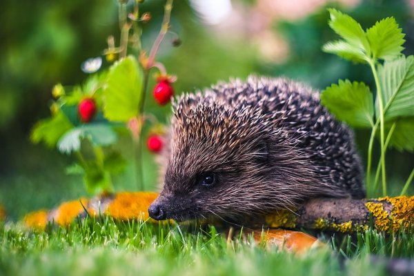 Ежик на заставку