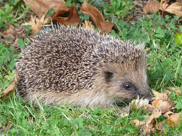 Обыкновенный ёж