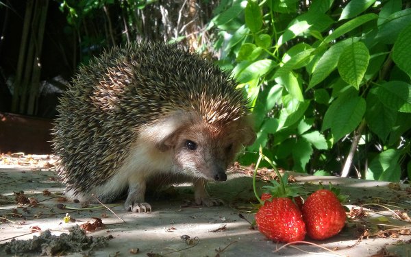 Ежик в клубнике