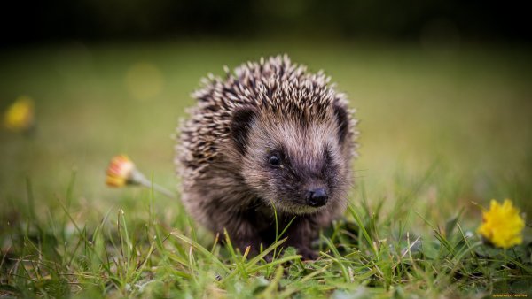 Обои с Ёжиком