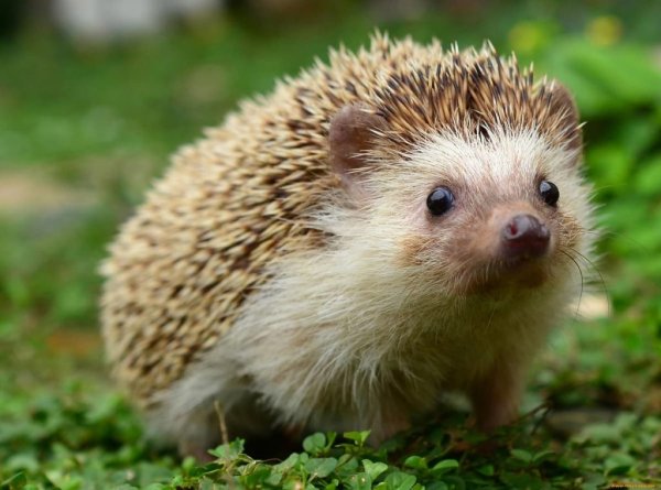 Обыкновенный ежата