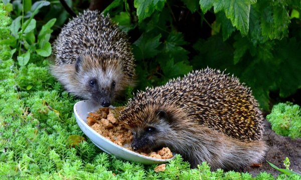 Дикие Ежи и ежата