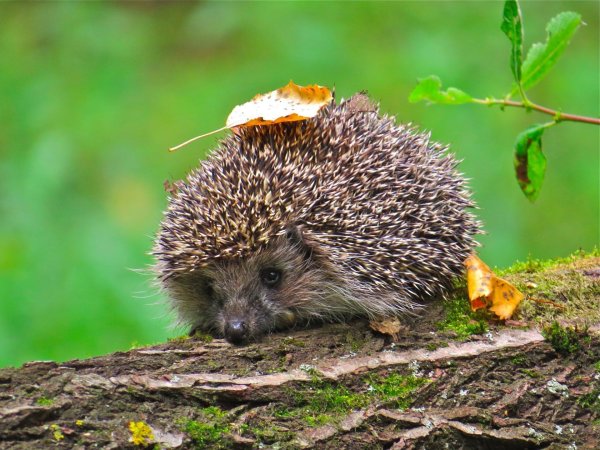 Еж обыкновенный Лесной