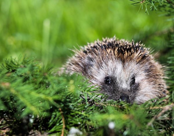 Ежи Бартминьский