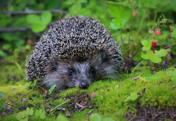 Даурский еж лес