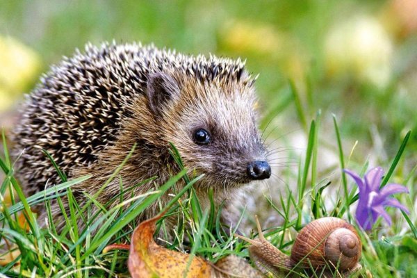 Ежик в природе