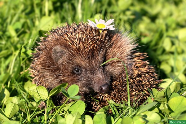 Сибирский Ежик растение