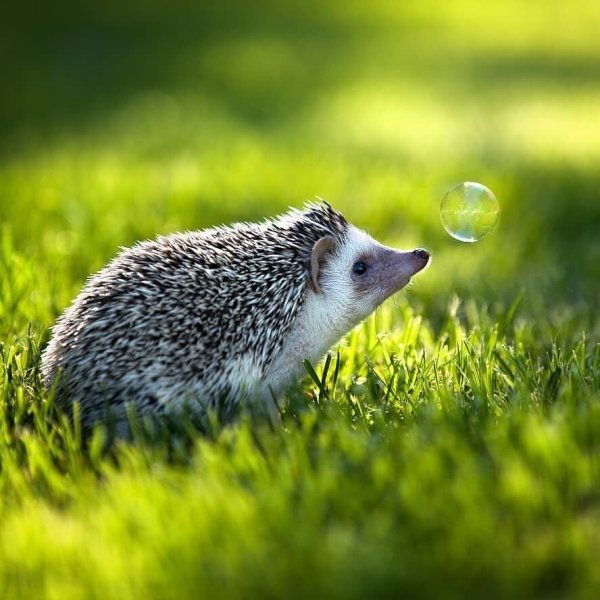 Красивый Ежик