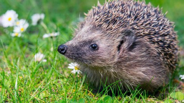 Обыкновенный ёж