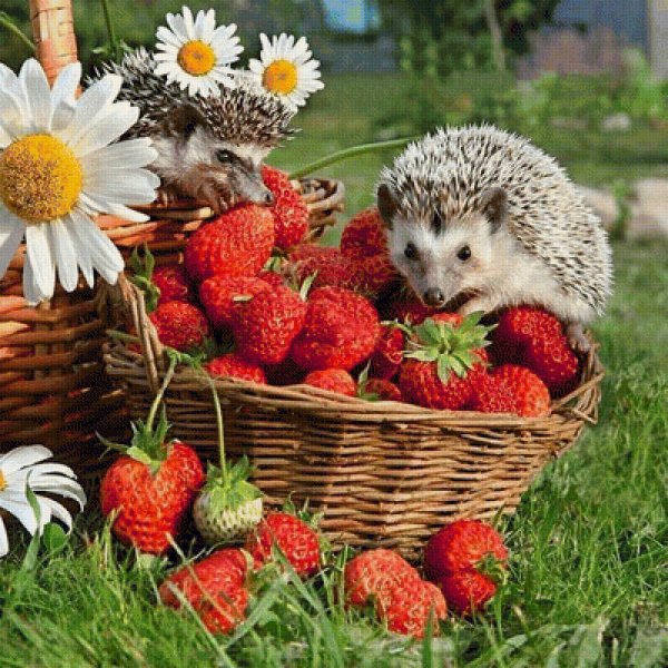 Ёжики Елена Ерёмина лето