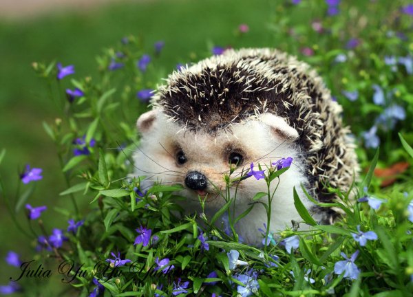 Ёжики милашки