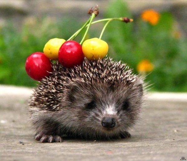 С добрым утром Ежик