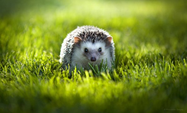 Красивый Ежик