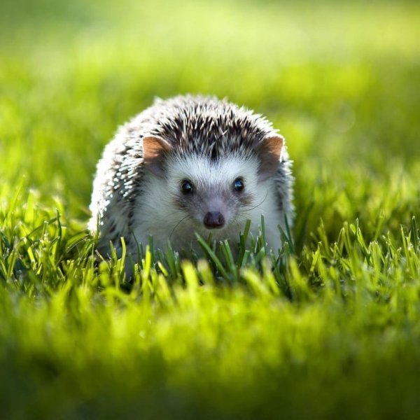 Ежик в природе