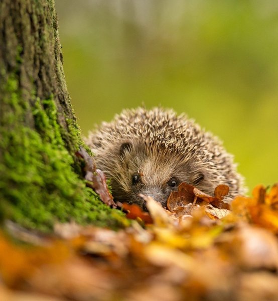 Ежик в природе